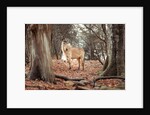 Horse in forest by Assaf Frank